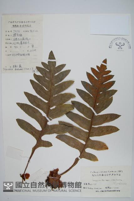槲蕨藏品圖，第1張
