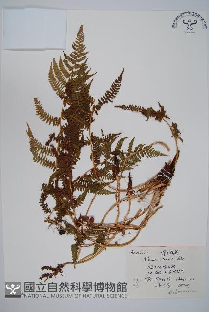 狹葉蹄蓋蕨藏品圖，第1張
