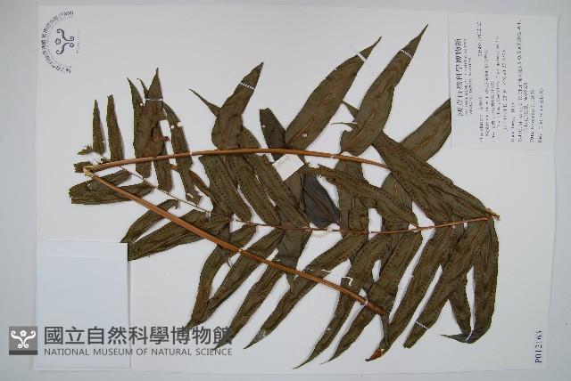 長葉腎蕨藏品圖，第1張