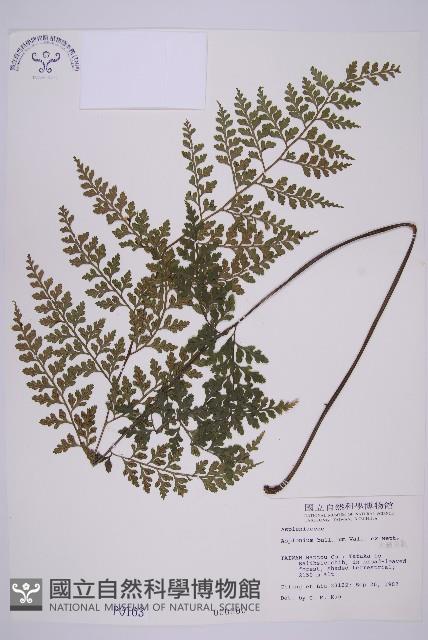 大鐵角蕨藏品圖，第1張