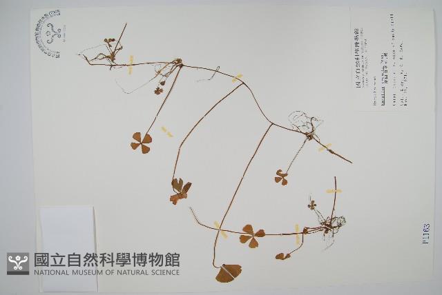 南國田字草藏品圖，第1張