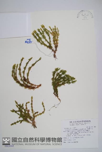 反捲葉石松藏品圖，第1張