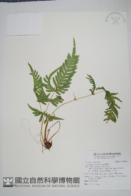 天草鳳尾蕨藏品圖，第1張