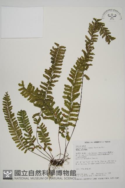 薄葉孔雀鐵角蕨、邊孢鐵角蕨藏品圖，第1張