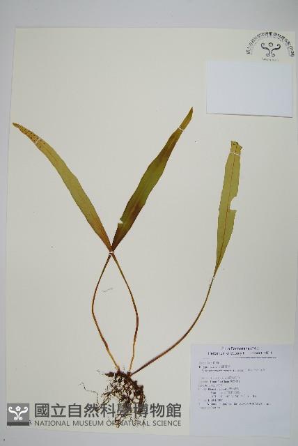 鱗瓦葦、長柄瓦葦藏品圖，第1張