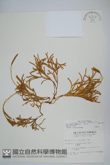 地刷子藏品圖，第1張