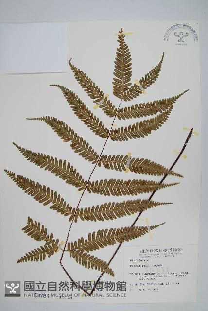 長柄鳳尾蕨藏品圖，第1張