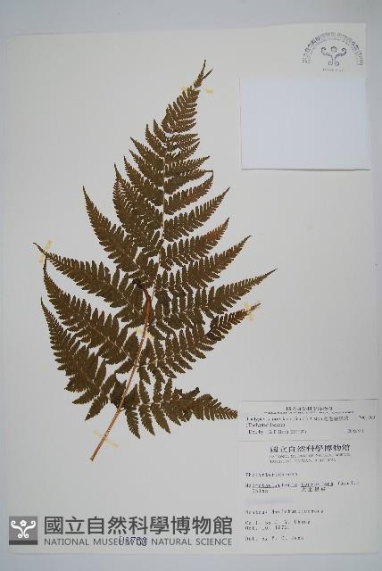 粗毛金星蕨藏品圖，第1張