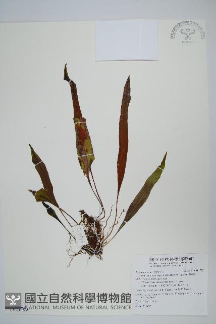 骨牌蕨藏品圖，第1張