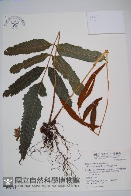 尾葉實蕨藏品圖，第1張