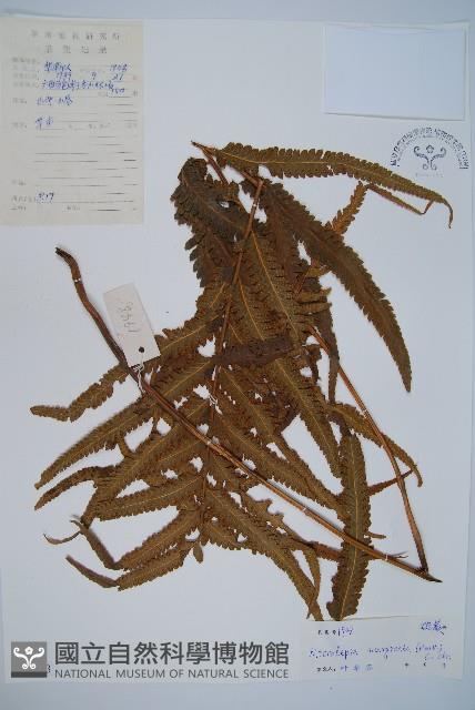 邊緣鱗蓋蕨藏品圖，第1張