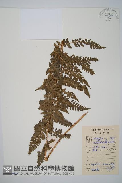 Accession Number:P009063 Collection Image, Figure 1, Total 2 Figures