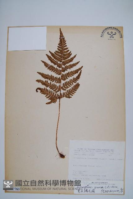 南海鱗毛蕨藏品圖，第1張