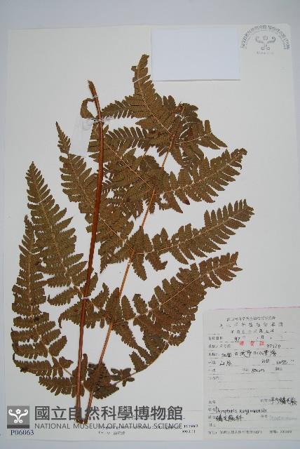 光鱗毛蕨藏品圖，第1張