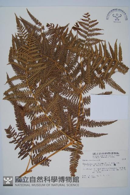 蕨藏品圖，第1張