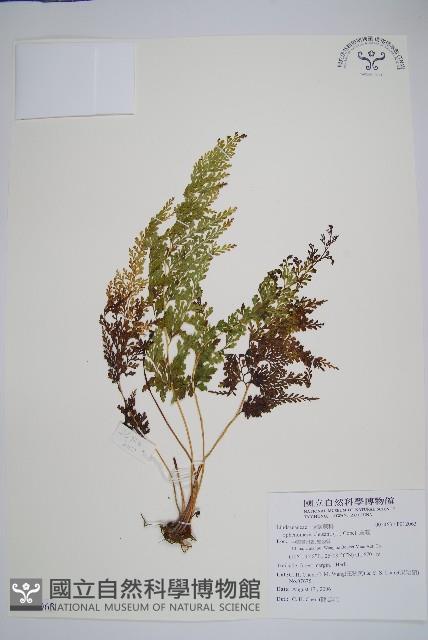 Accession Number:P012063 Collection Image, Figure 1, Total 2 Figures