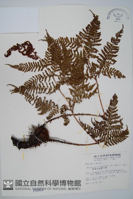 臺灣鱗毛蕨藏品圖，第1張