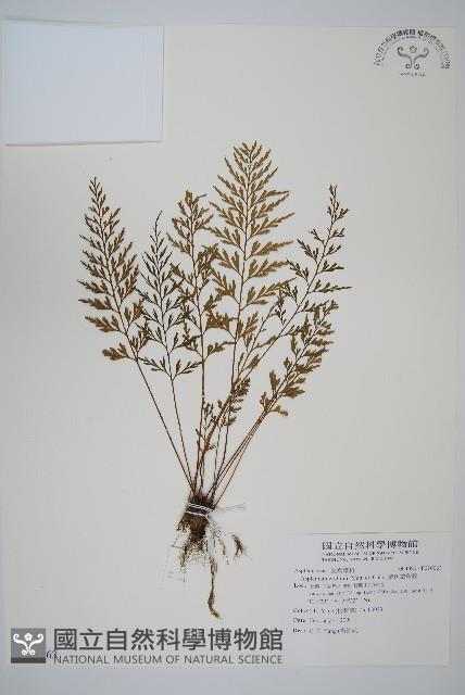 威氏鐵角蕨藏品圖，第1張