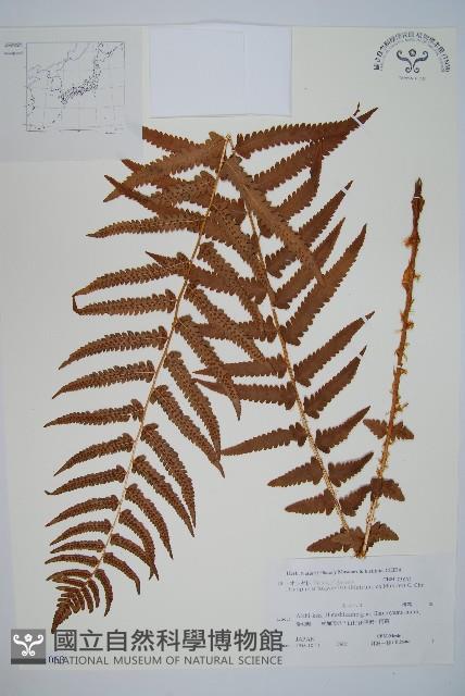 登錄號:P011063藏品圖，第1張