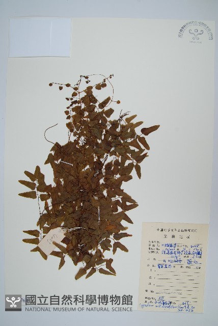 小葉海金沙藏品圖，第1張