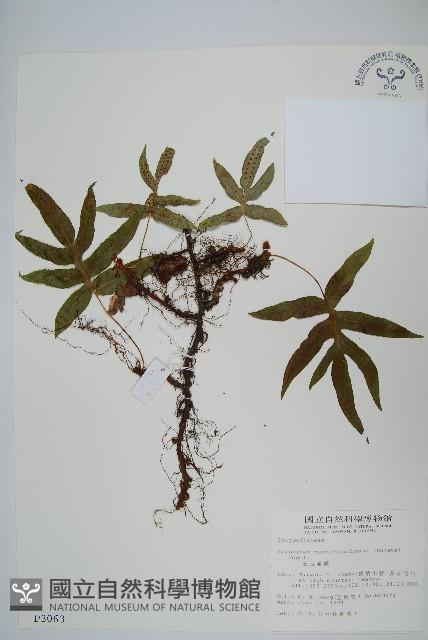 玉山茀蕨藏品圖，第1張