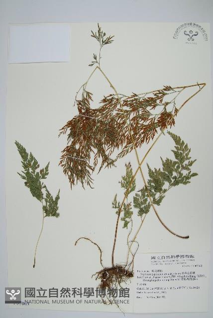 日本金粉蕨藏品圖，第1張