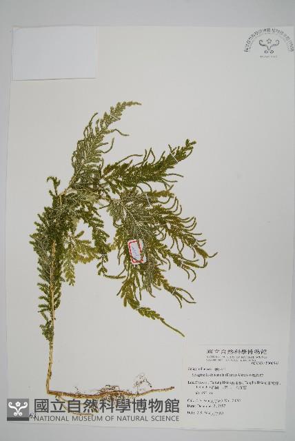 全緣卷柏藏品圖，第1張