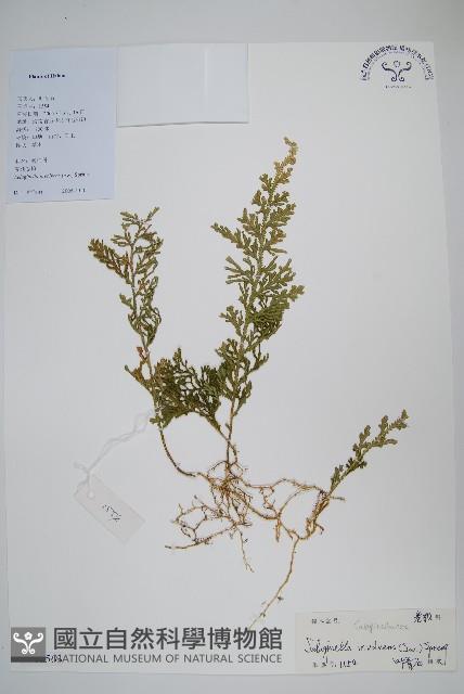 密葉卷柏藏品圖，第1張