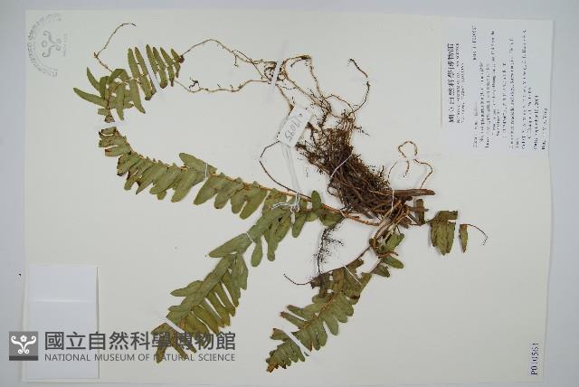 腎蕨藏品圖，第1張