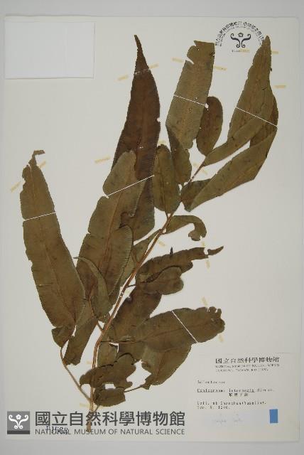 華鳳丫蕨藏品圖，第1張