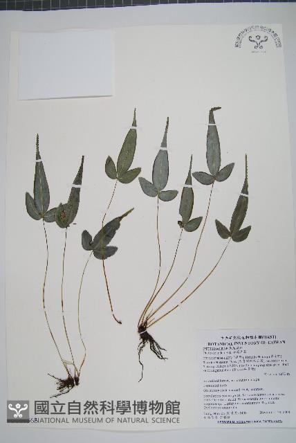 岩鳳尾蕨藏品圖，第1張