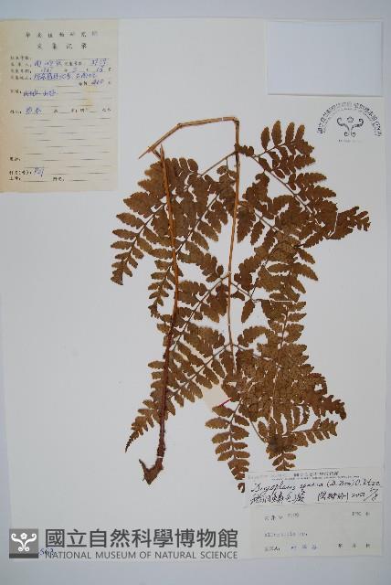 長葉鱗毛蕨藏品圖，第1張