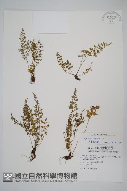薄葉鐵角蕨藏品圖，第1張