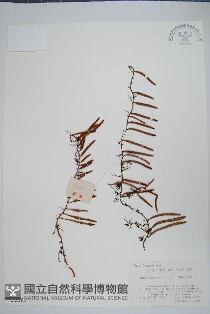 石蕨藏品圖，第1張