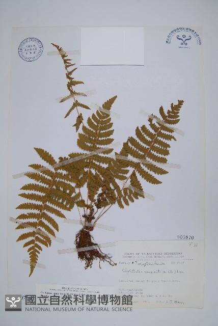 密毛毛蕨藏品圖，第1張