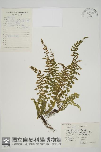 縮羽鐵角蕨藏品圖，第1張