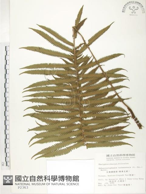 台灣毛蕨、台灣圓腺蕨藏品圖，第1張