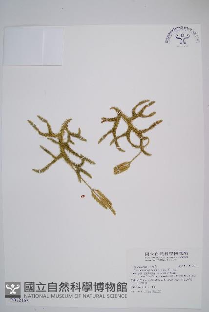 日本石松藏品圖，第1張