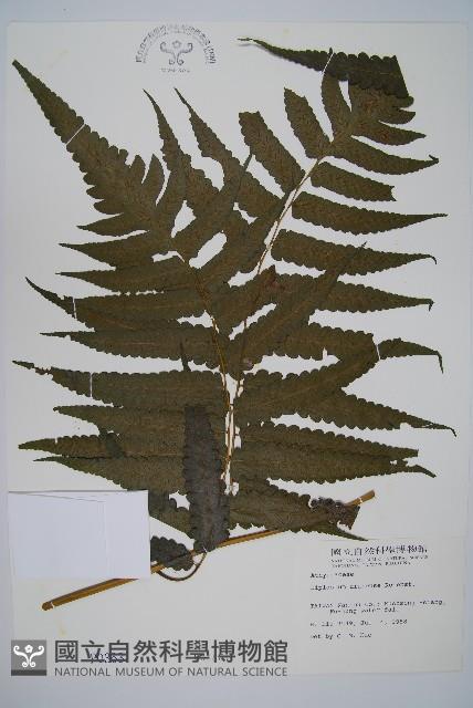 烏來雙蓋蕨藏品圖，第1張