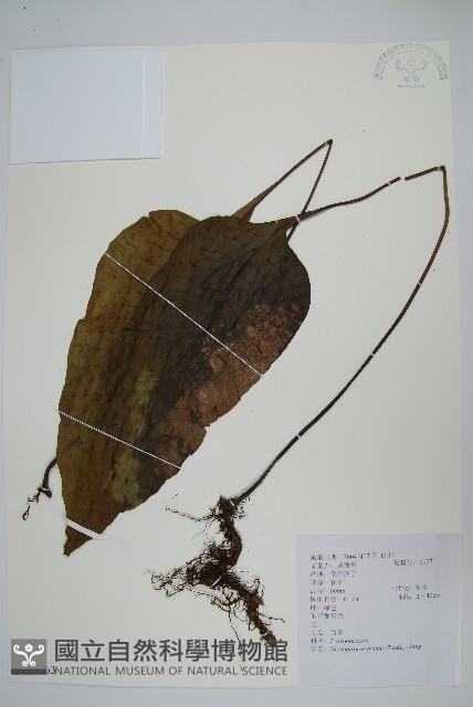 盾蕨藏品圖，第1張