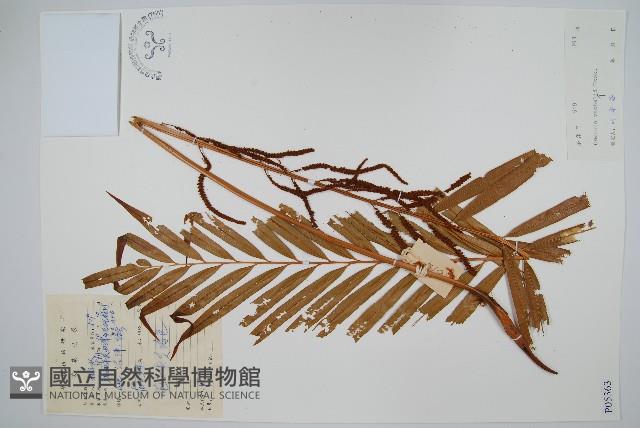 華南紫萁藏品圖，第1張