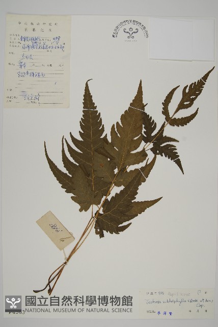 三叉蕨藏品圖，第1張