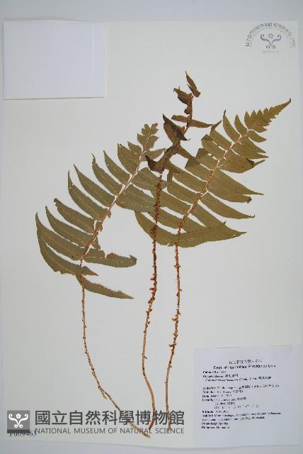 鞭葉耳蕨藏品圖，第1張