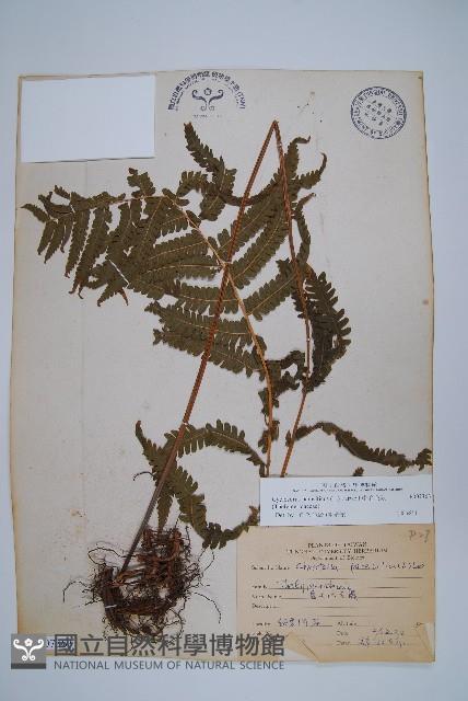 密毛毛蕨藏品圖，第1張