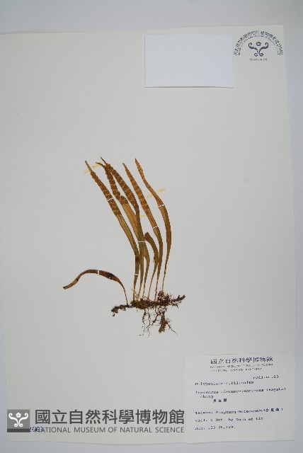 擬芨瓦葦藏品圖，第1張