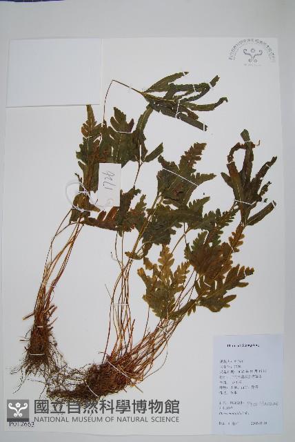 鳳尾蕨藏品圖，第1張