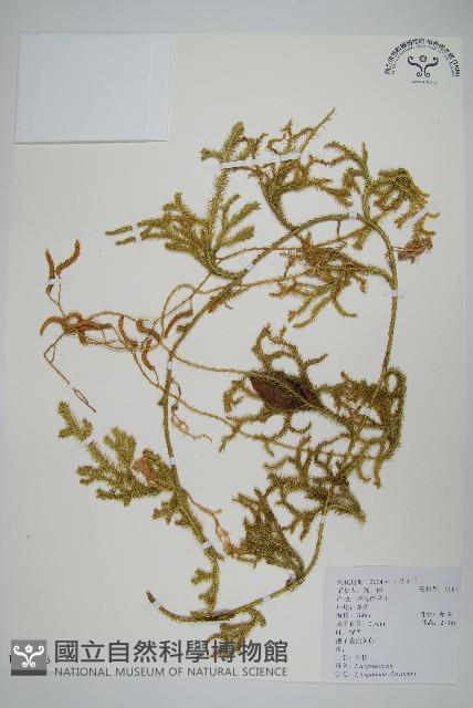 石松藏品圖，第1張