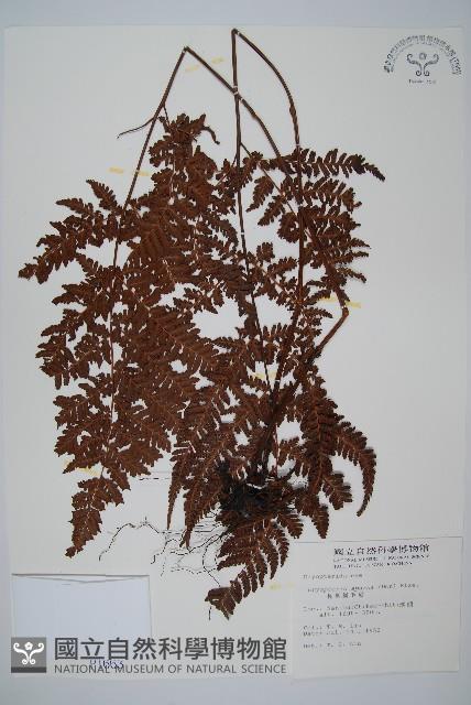 長葉鱗毛蕨藏品圖，第1張