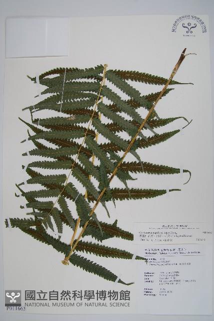 薄葉梳毛蕨、縮羽小毛蕨藏品圖，第1張