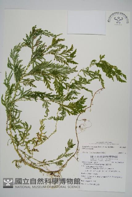 全緣卷柏藏品圖，第1張